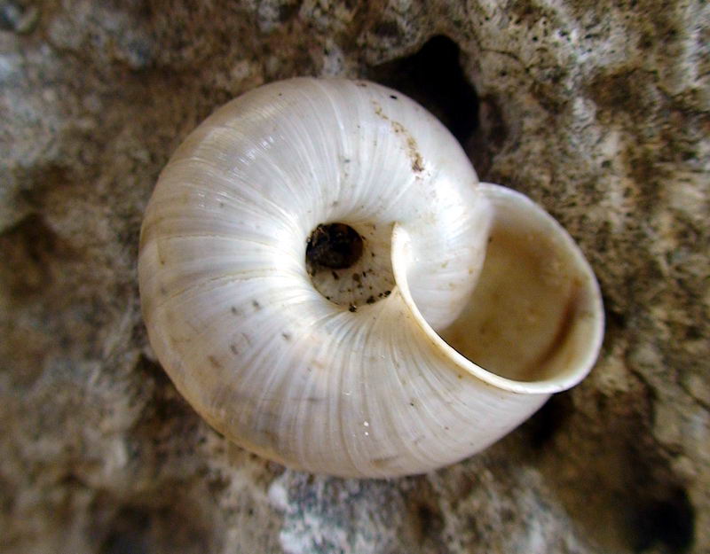 Chilostoma cingulatum infernale